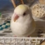 백지원