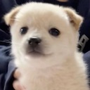 수아