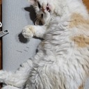 권영희